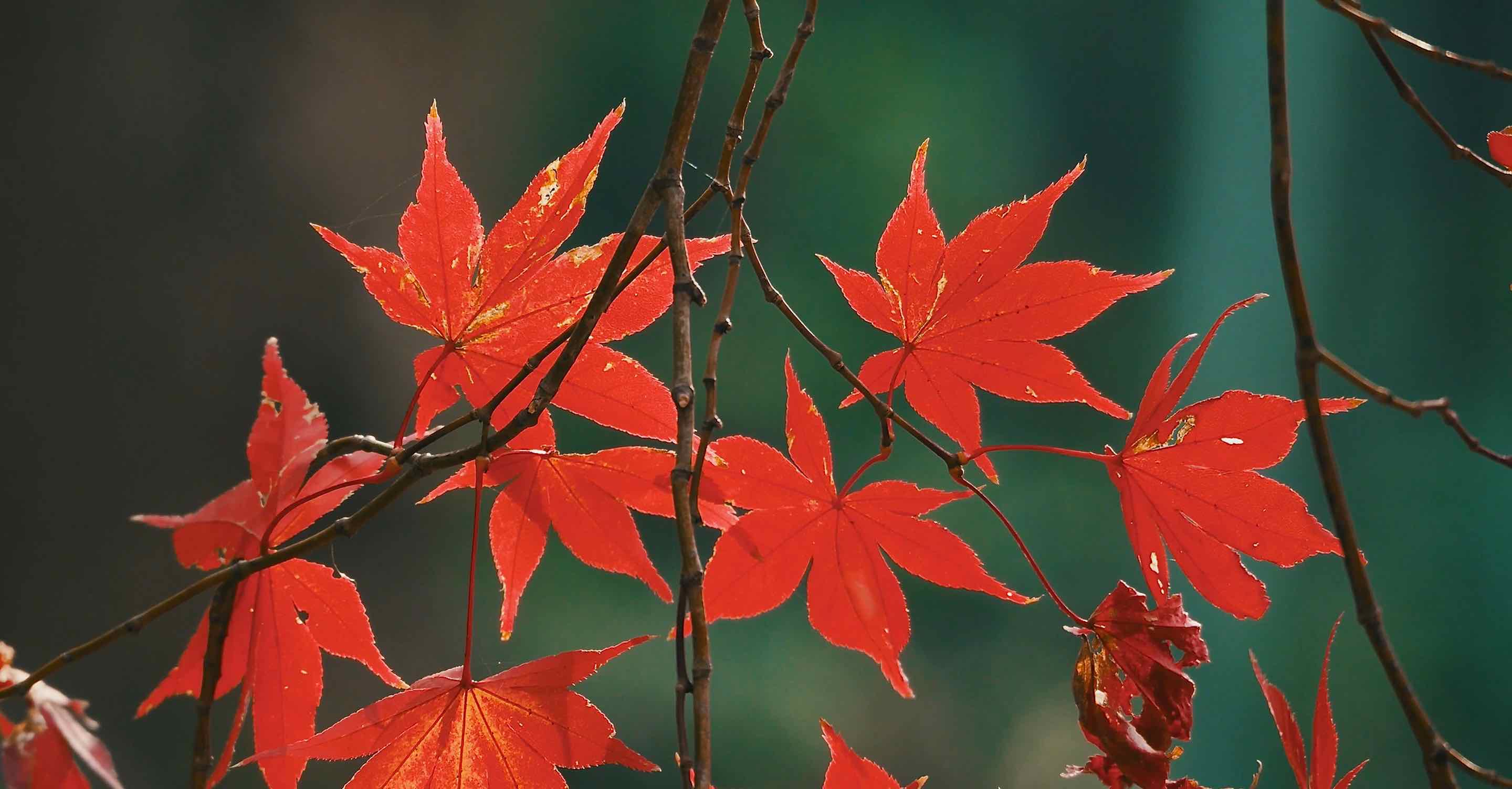 京都伏見稲荷の紅葉