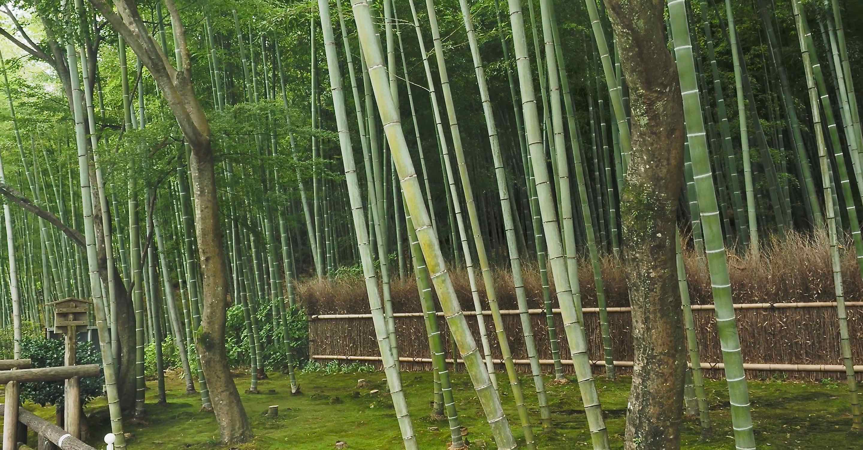 京都嵐山の竹林