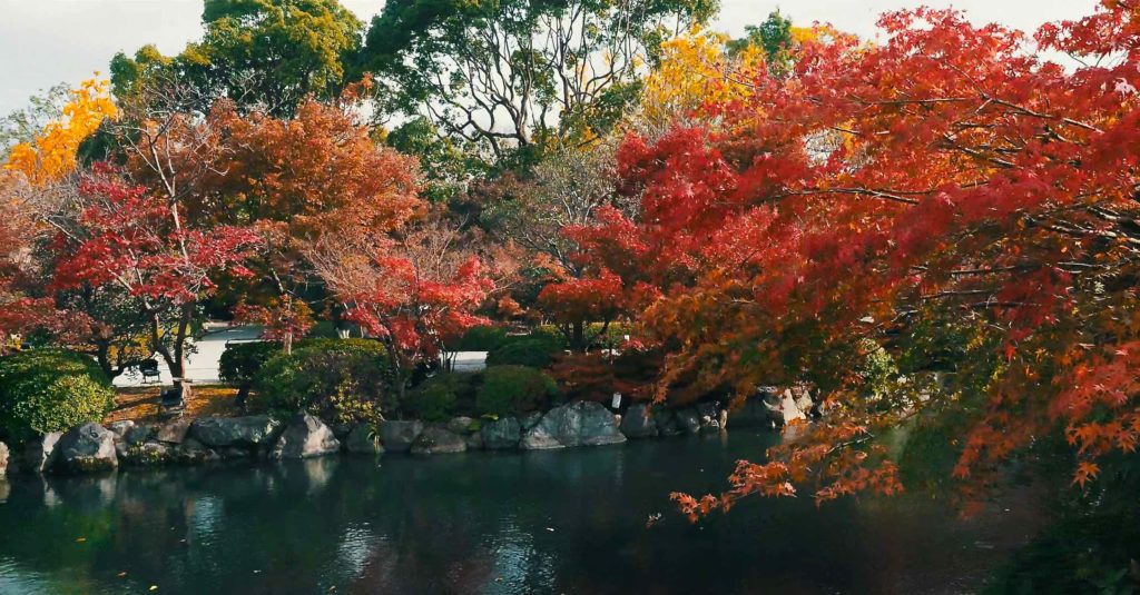 東寺の紅葉は池の周りがおすすめ