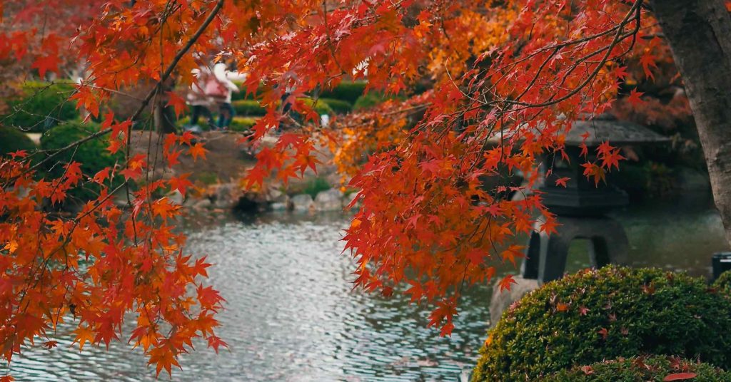 東寺の池と紅葉