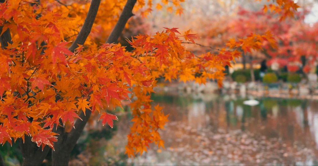 東寺の池と紅葉