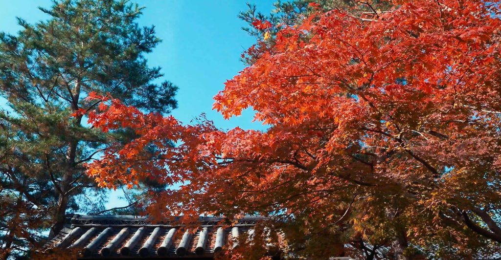 高台寺境内の紅葉