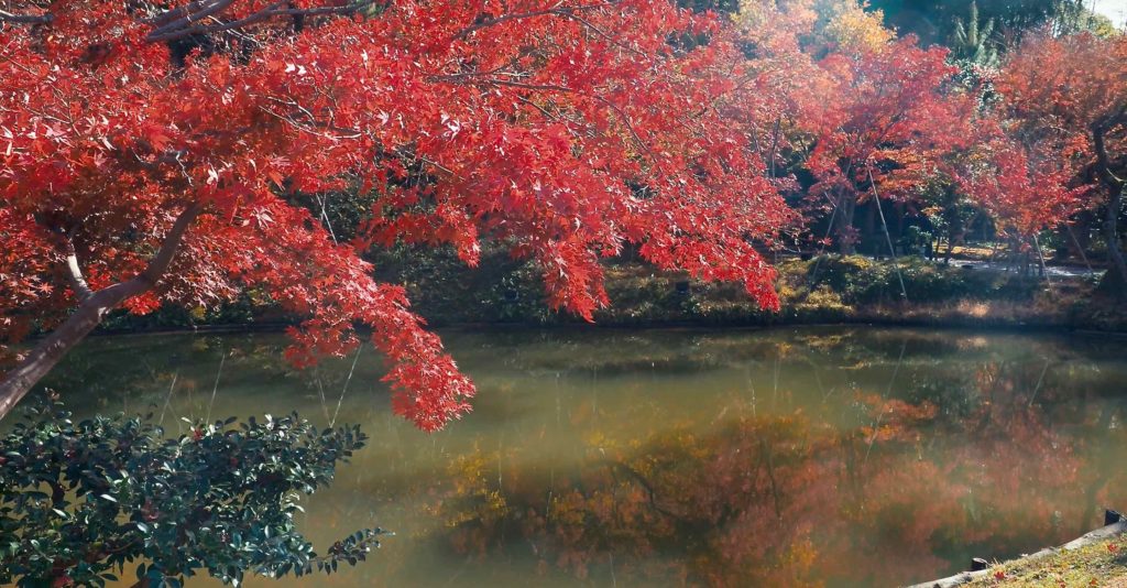 臥龍池と紅葉