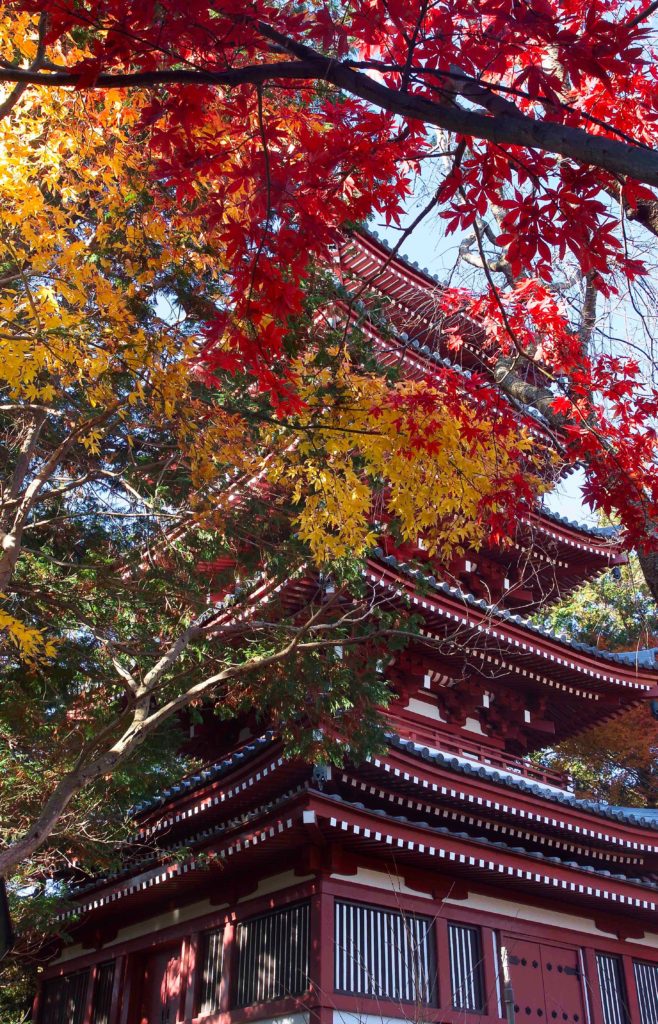 本土寺　五重塔と紅葉