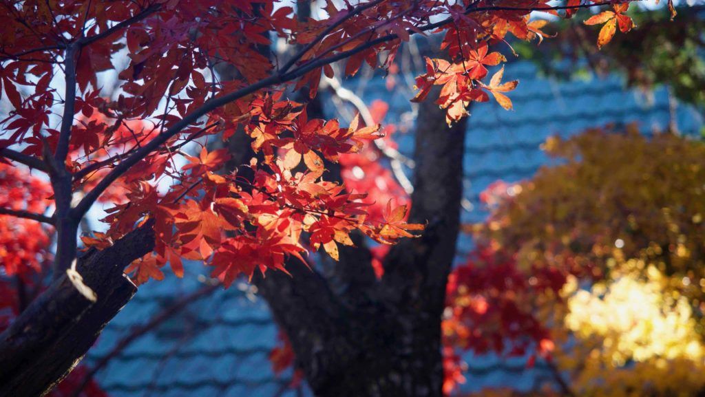 本土寺の本堂までの紅葉を楽しむ