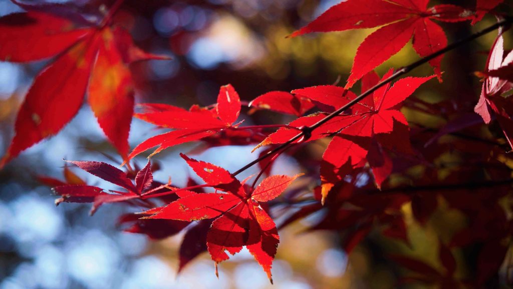 本土寺の紅葉と光