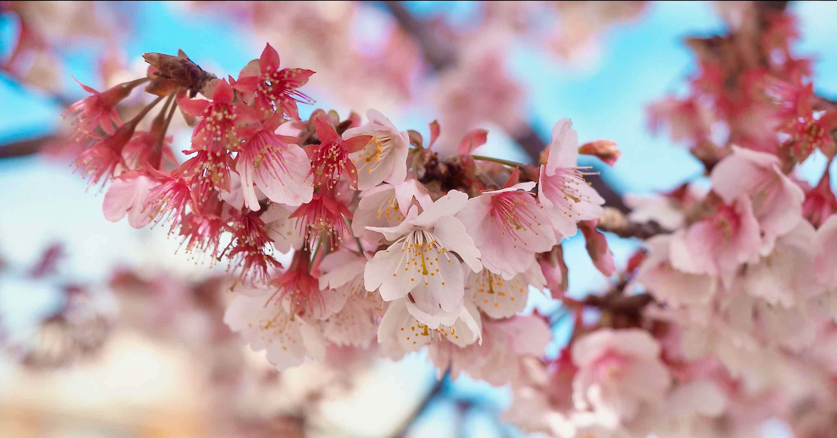 日本一早く咲く熱海桜