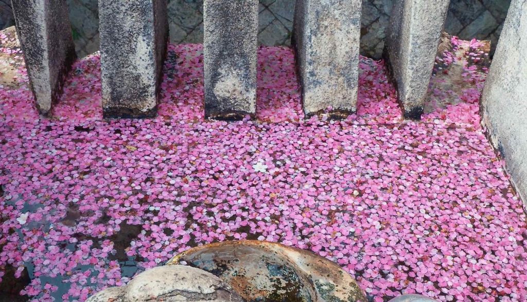 熱海桜の桜筏