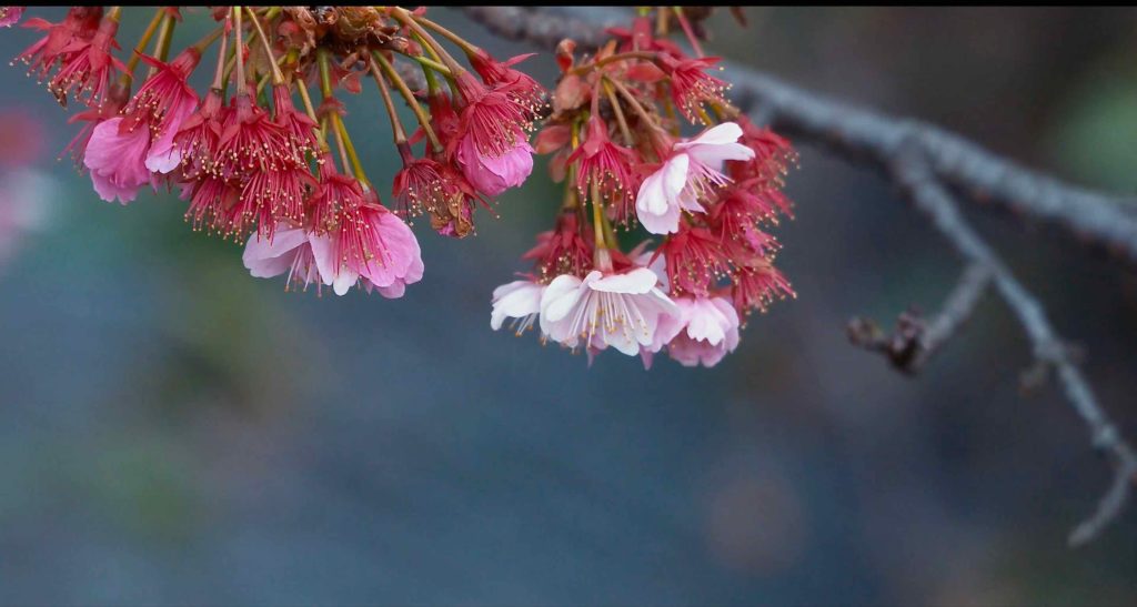 熱海桜と糸川