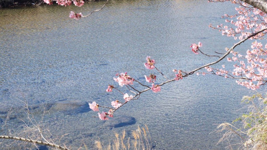 川沿いの河津桜