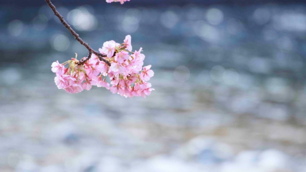 川と河津桜のツーショット