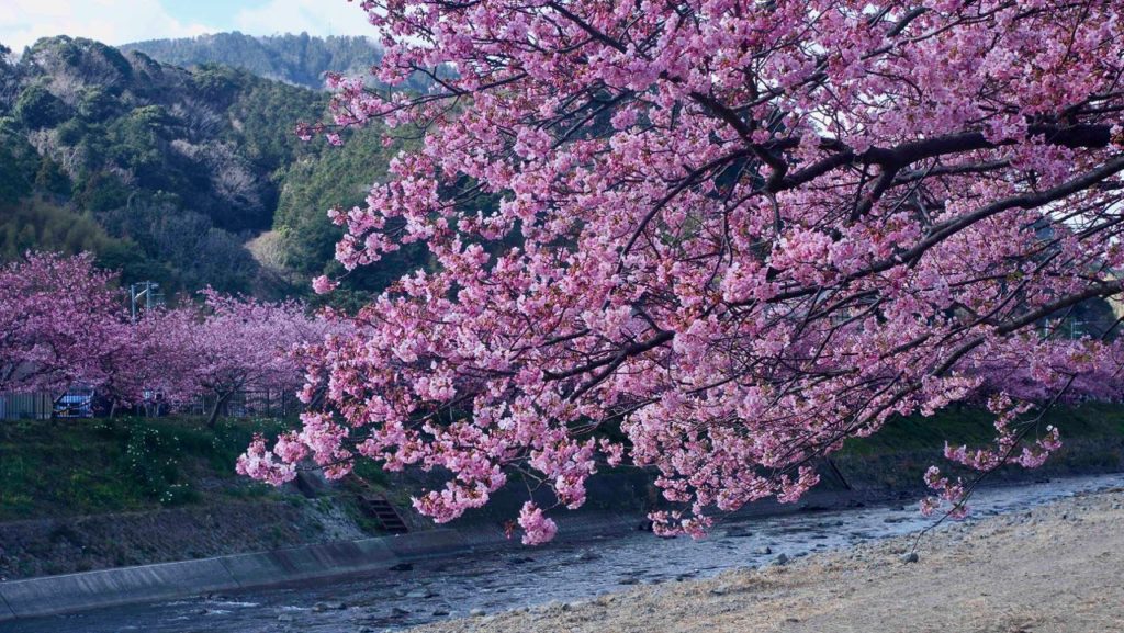 山並みと河津桜のコラボ