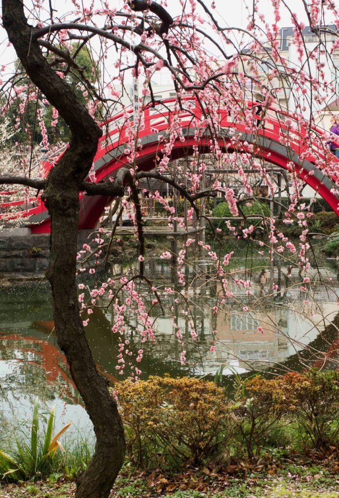 太鼓橋と梅の花