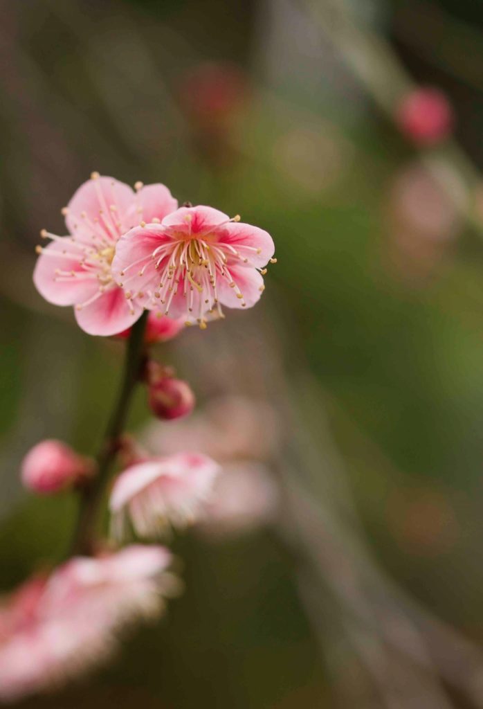 亀戸神社のピンクの梅