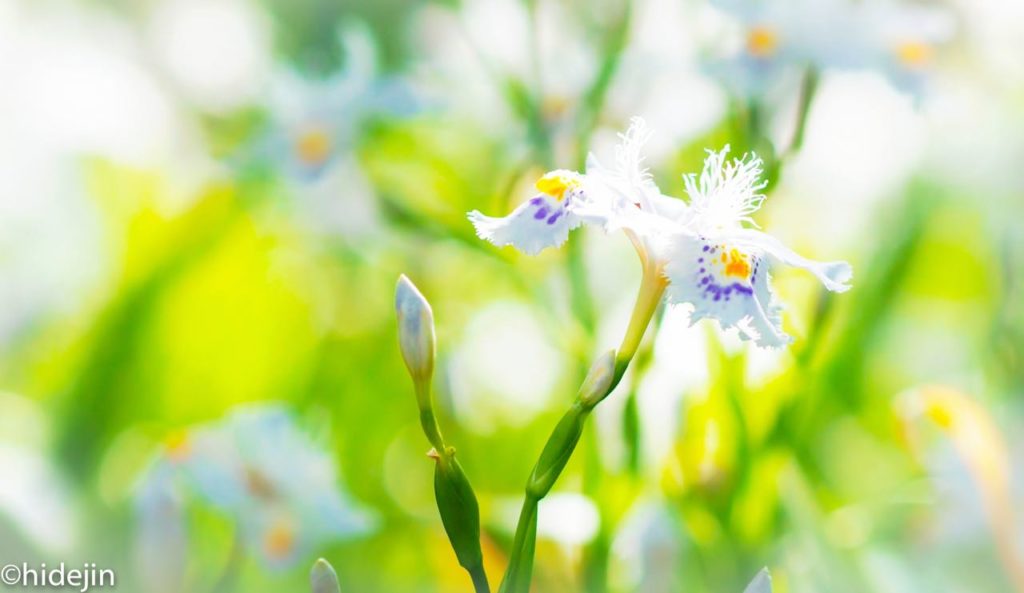 日比谷公園の花