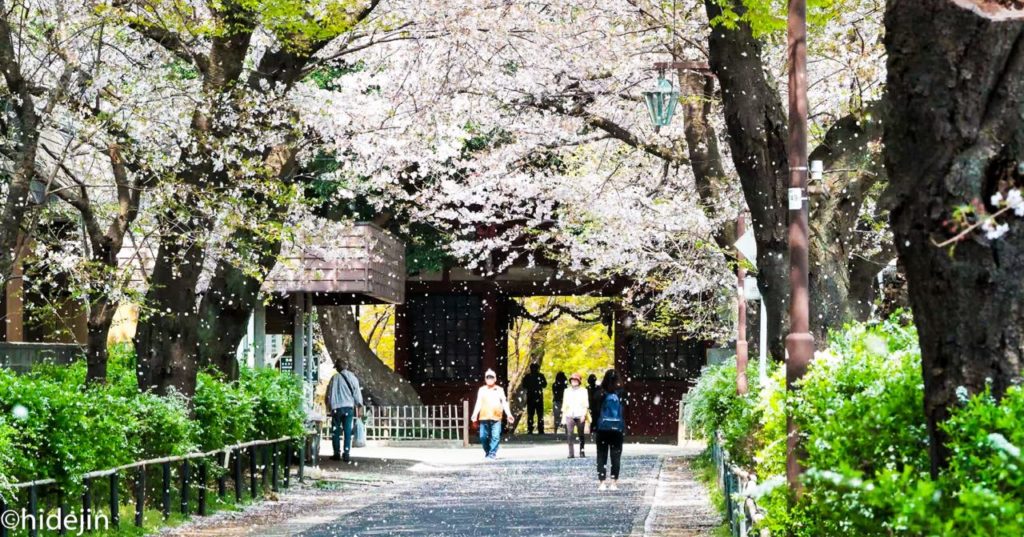 本土寺の仁王門と桜吹雪