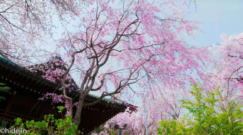 本土寺の桜