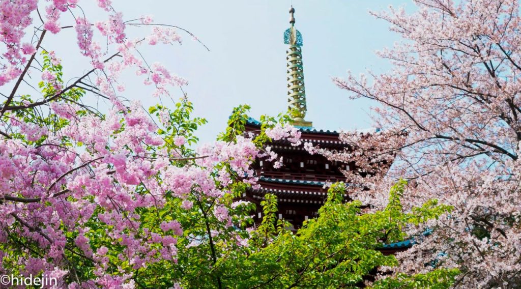 本土寺の五重塔と桜