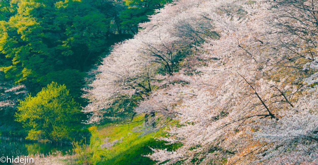 九段坂の桜
