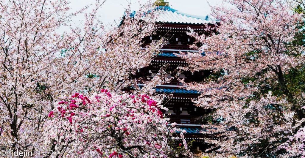 本土寺　五重塔と桜と桃