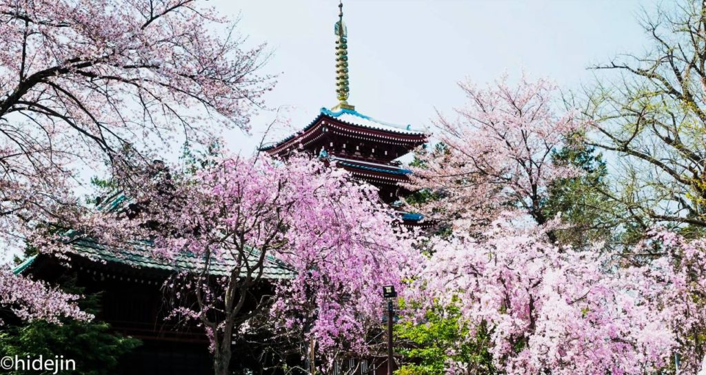 本土寺　再び五重塔と桜