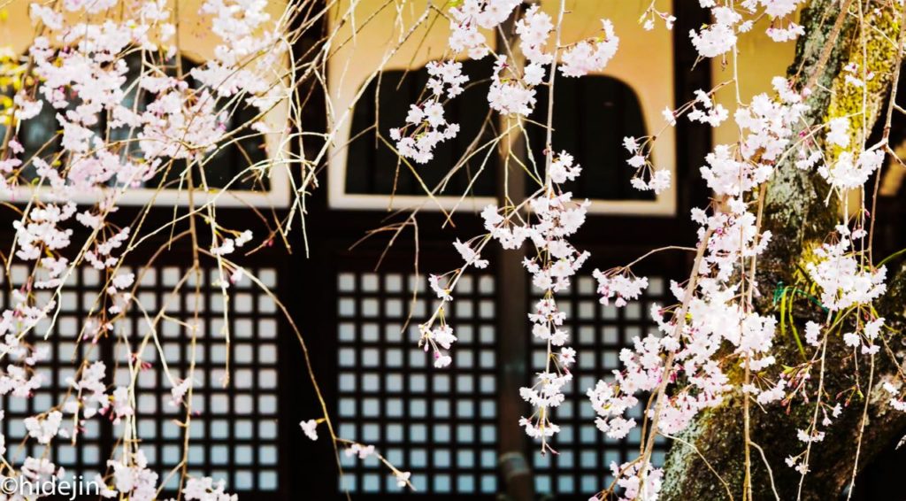 本土寺　像師堂と桜