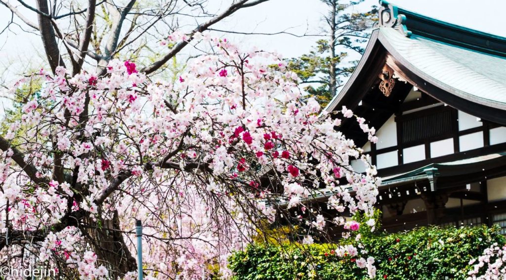 本土寺　開山堂の前に咲く桃の花