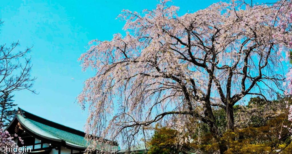 本土寺　開山堂と枝垂れ桜