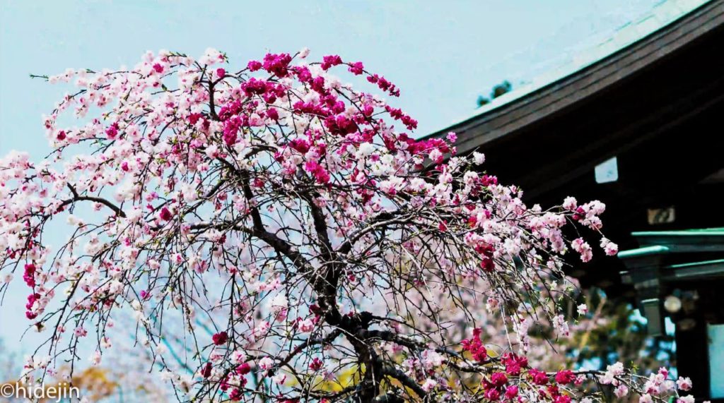 本土寺　開山堂の前に咲く桃の花