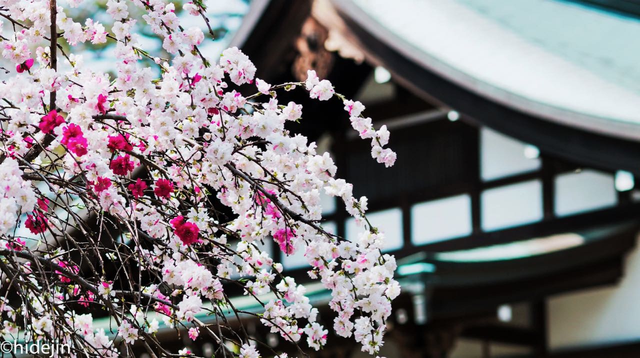 本土寺の桜と桃