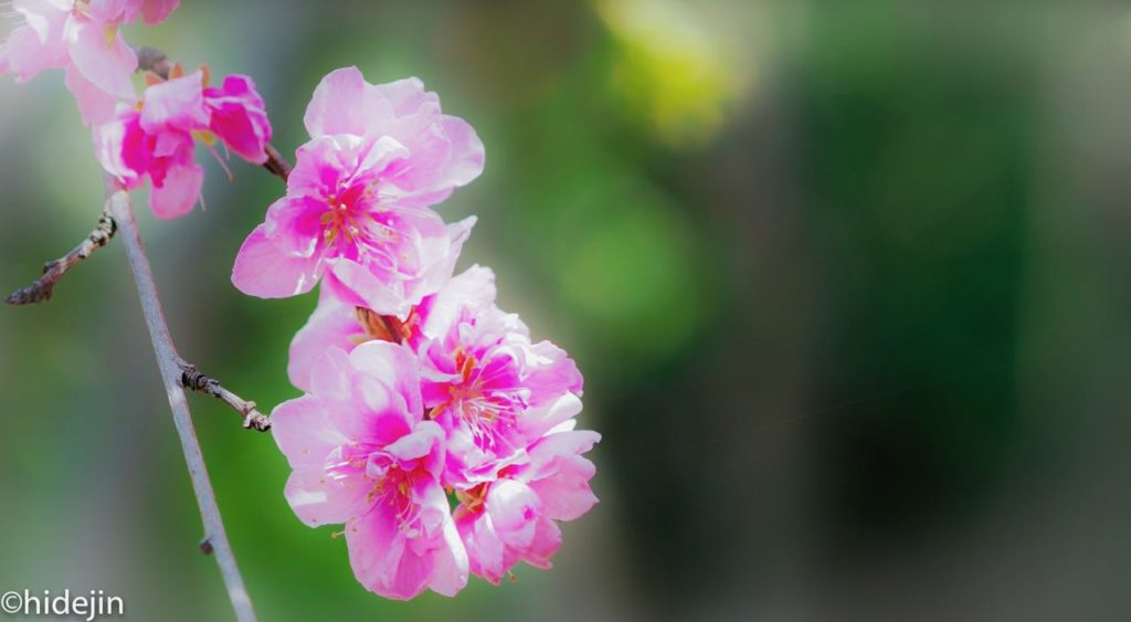 本土寺の桃の花