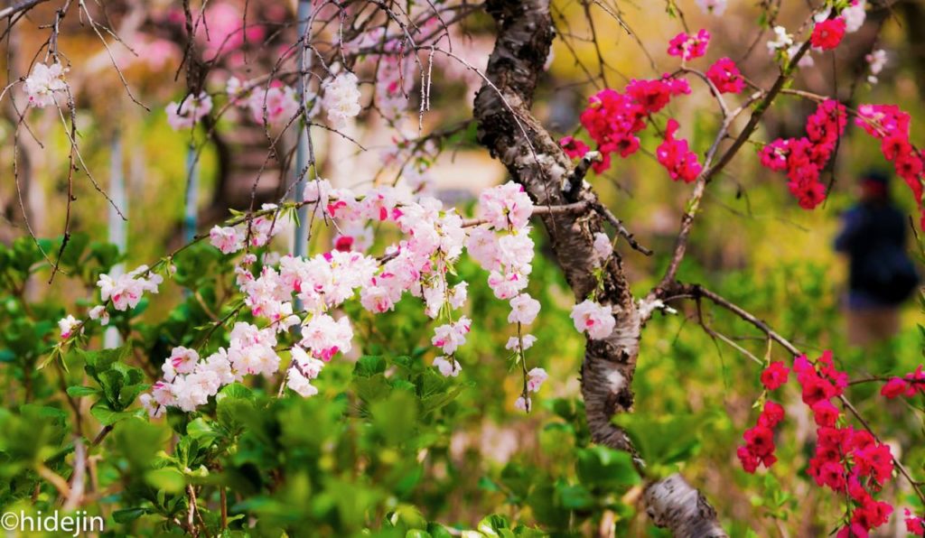本土寺の桃の花
