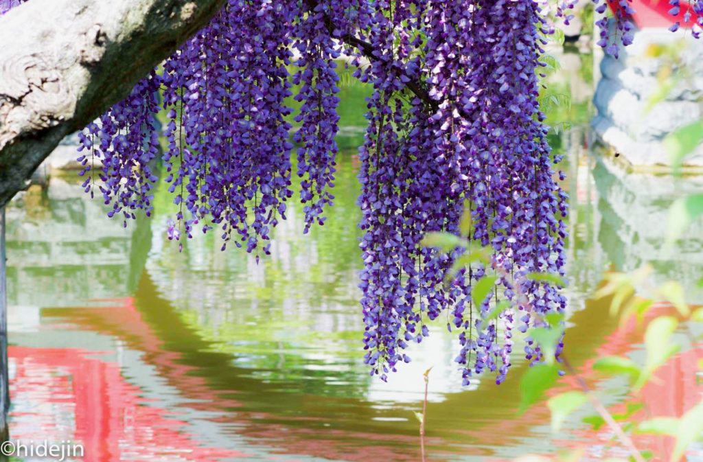 亀戸天神の太鼓橋と藤の花