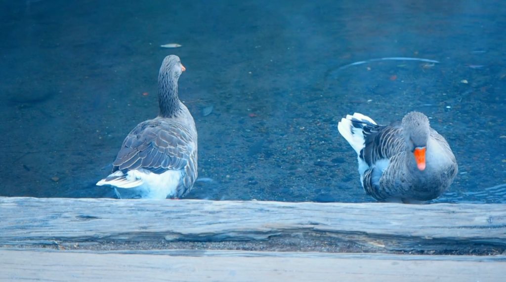 金鱗湖の鴨