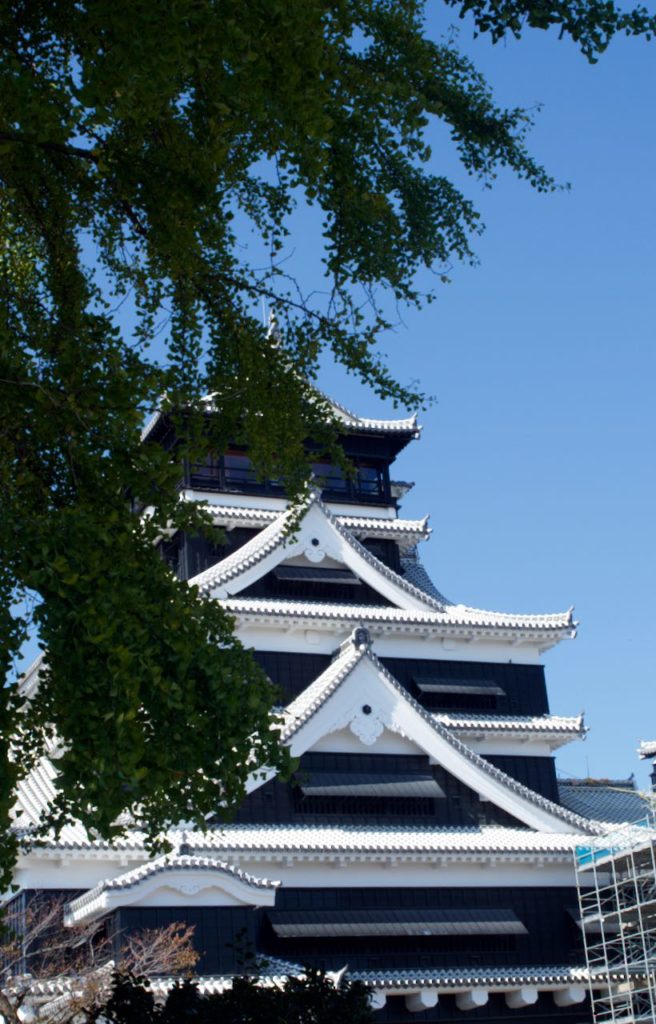 再建途中の熊本城　天守閣と銀杏の木