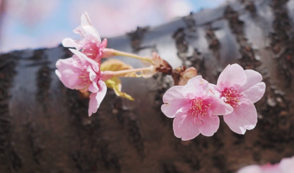 河津桜が見頃になる2月末から3月初め