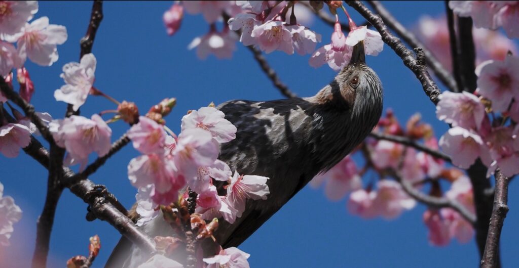 河津桜とヒヨドリの共演