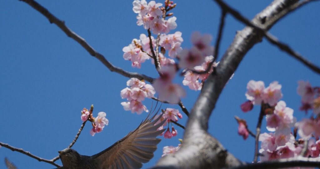河津桜に集うヒヨドリの撮り方
