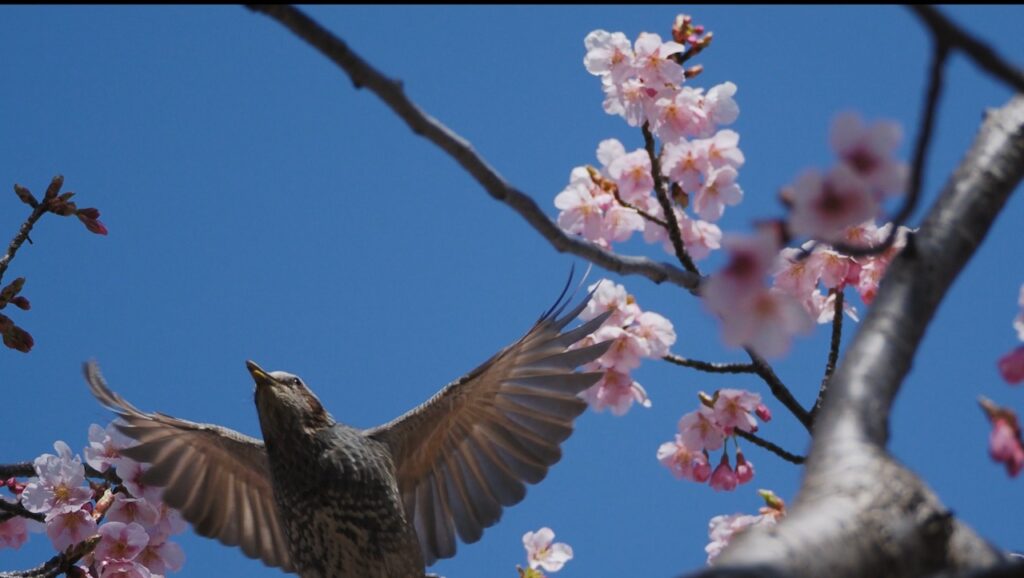 河津桜に集うヒヨドリの撮り方
