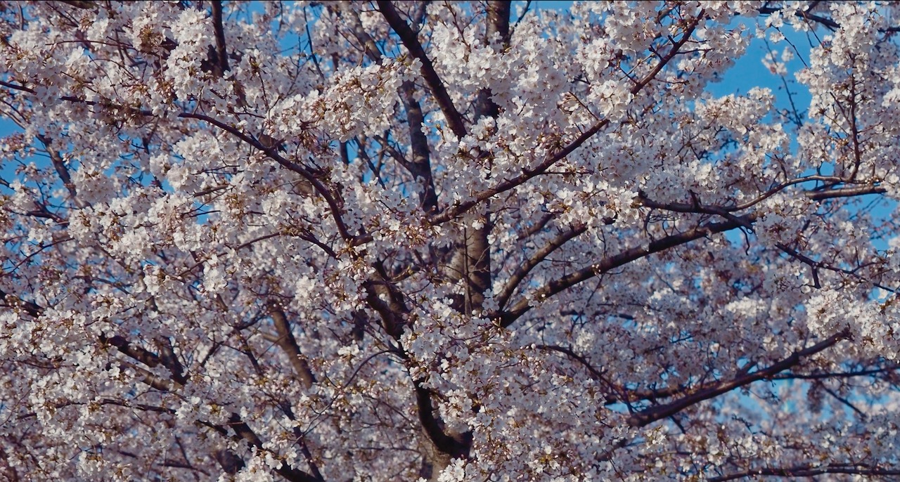 桜とともに春がやってきた