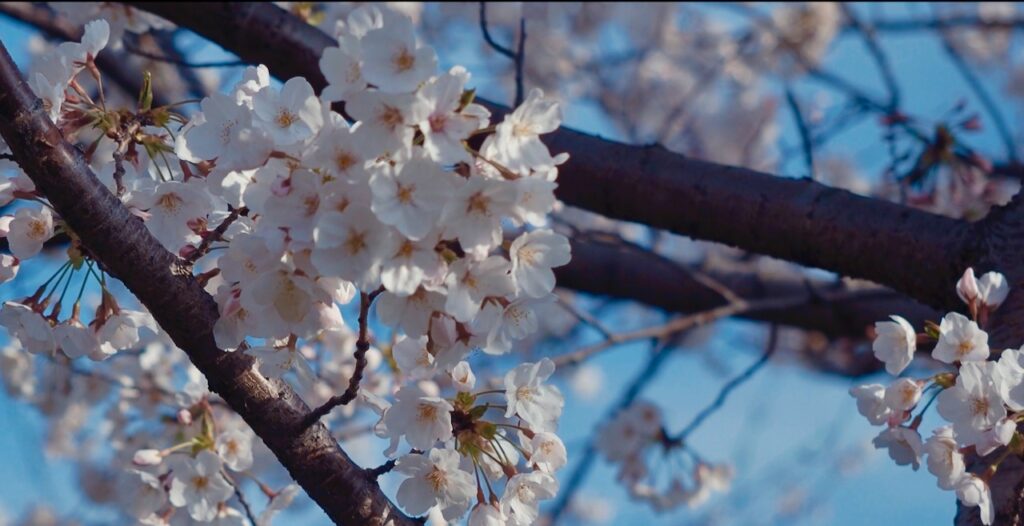 桜の枝の美学