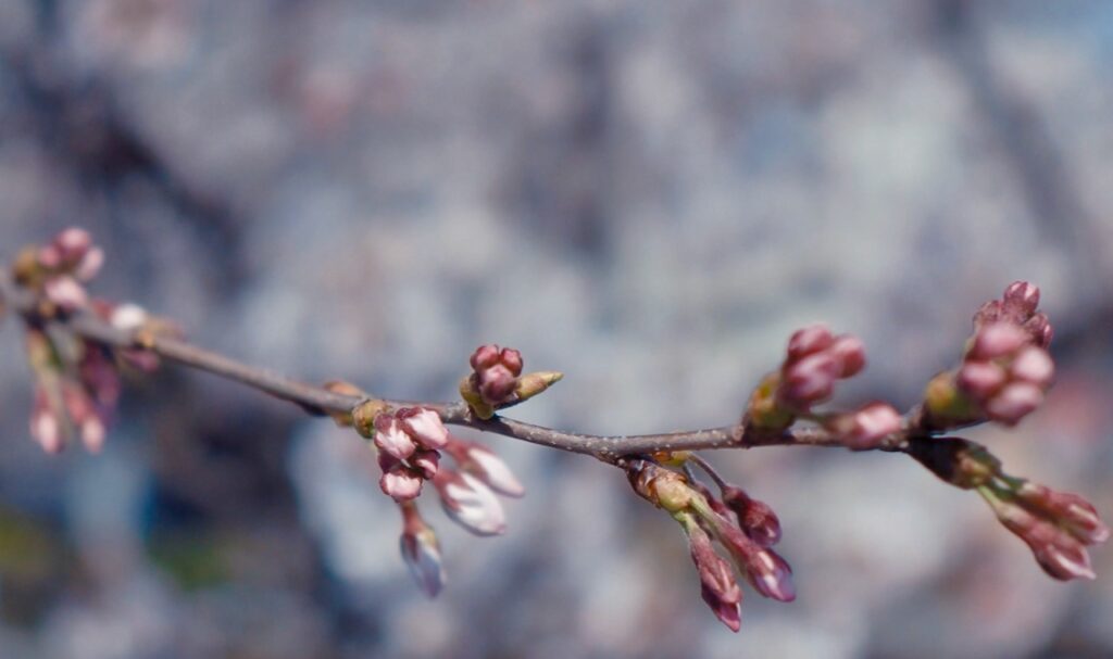 桜の枝の美学
