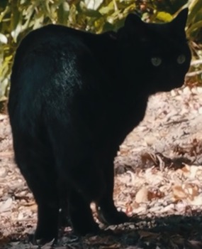 幸運を呼ぶ黒猫と出会う
