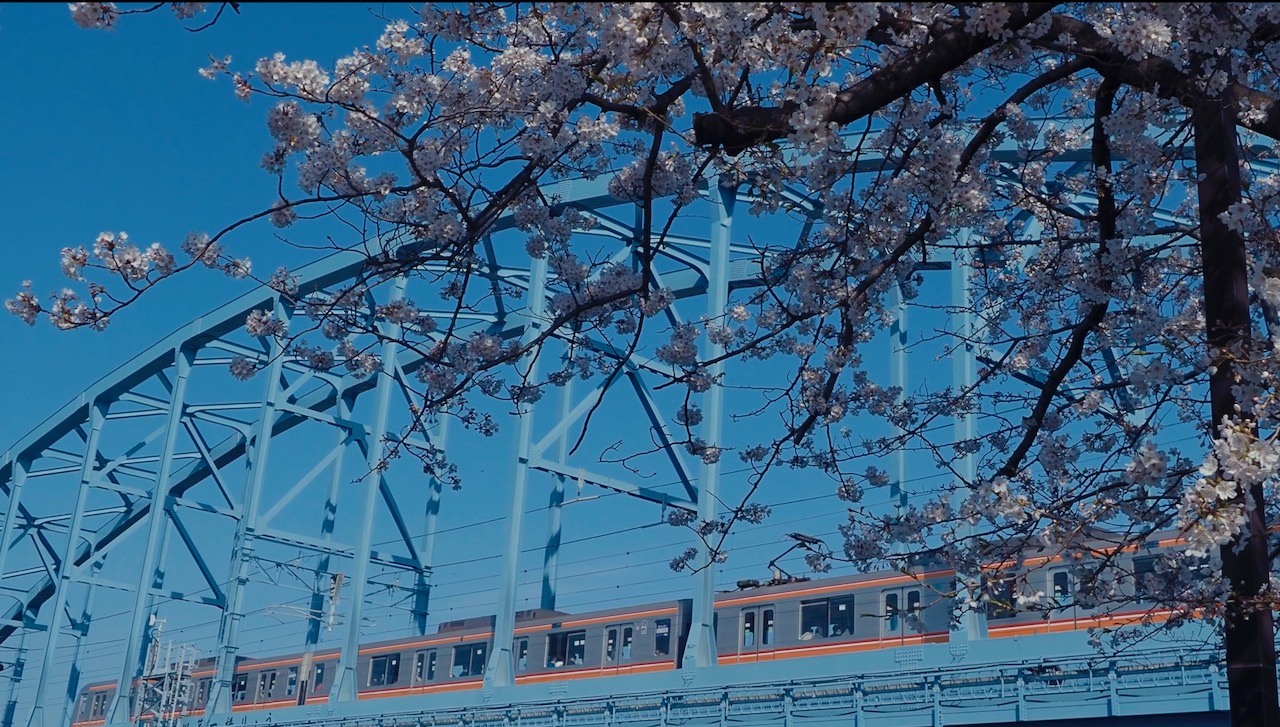 満開の桜と電車と鉄橋と