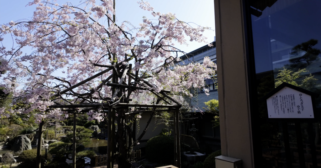グランディア芳泉 桜が満開の中庭