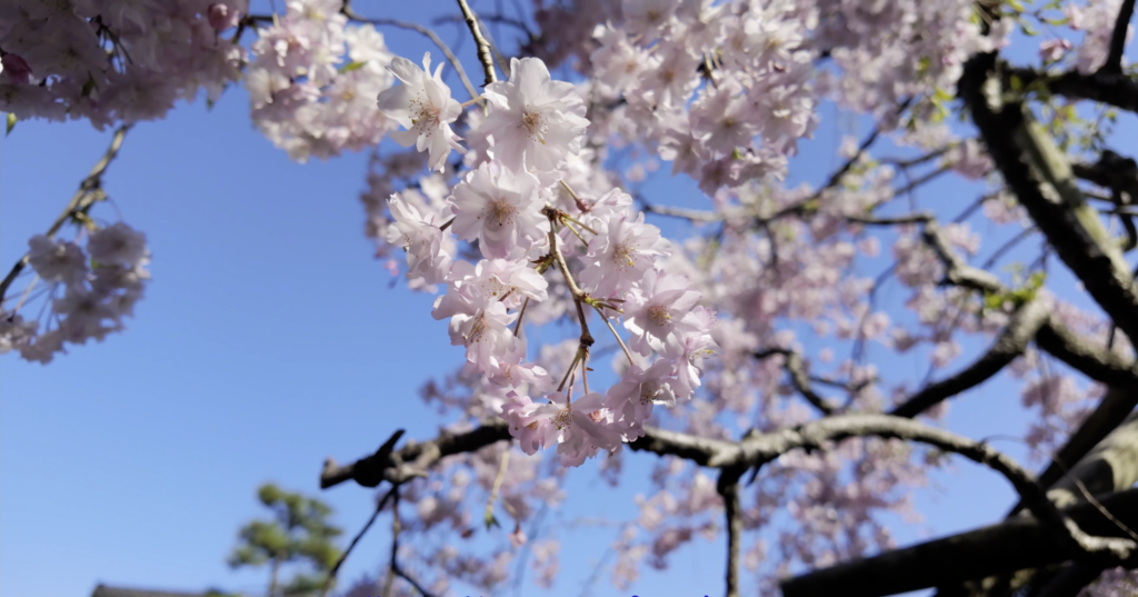 グランディア芳泉 桜のアップ