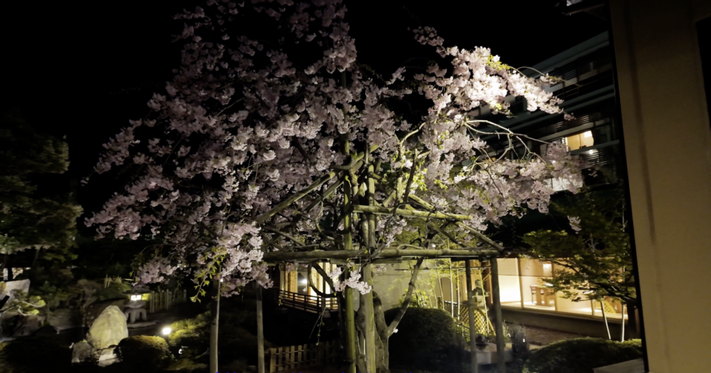 グランディア芳泉 夜桜